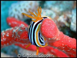 Pjyama Chromodorid by Cigdem Cooper 